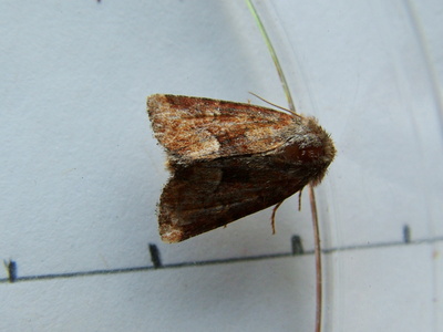 Middle-barred Minor